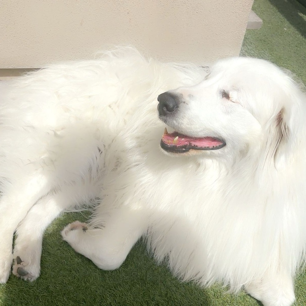 Meet your Posher, Sofia